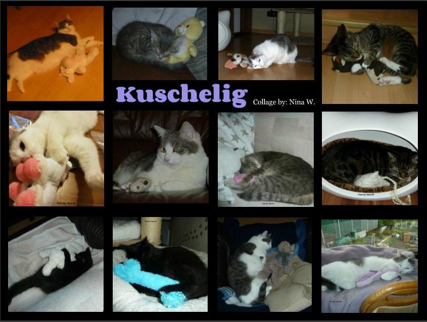 Bemuttert meine kastrierte Katze ihre Kuscheltiere? (Tiere, Katzen