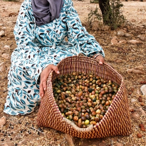 Berberfrauen sammeln Argannüsse - (Haarkur, Arganöl)