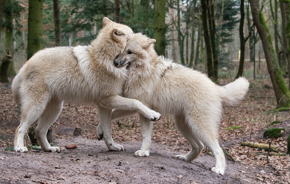  - (Tiere, Hund, Wolf)