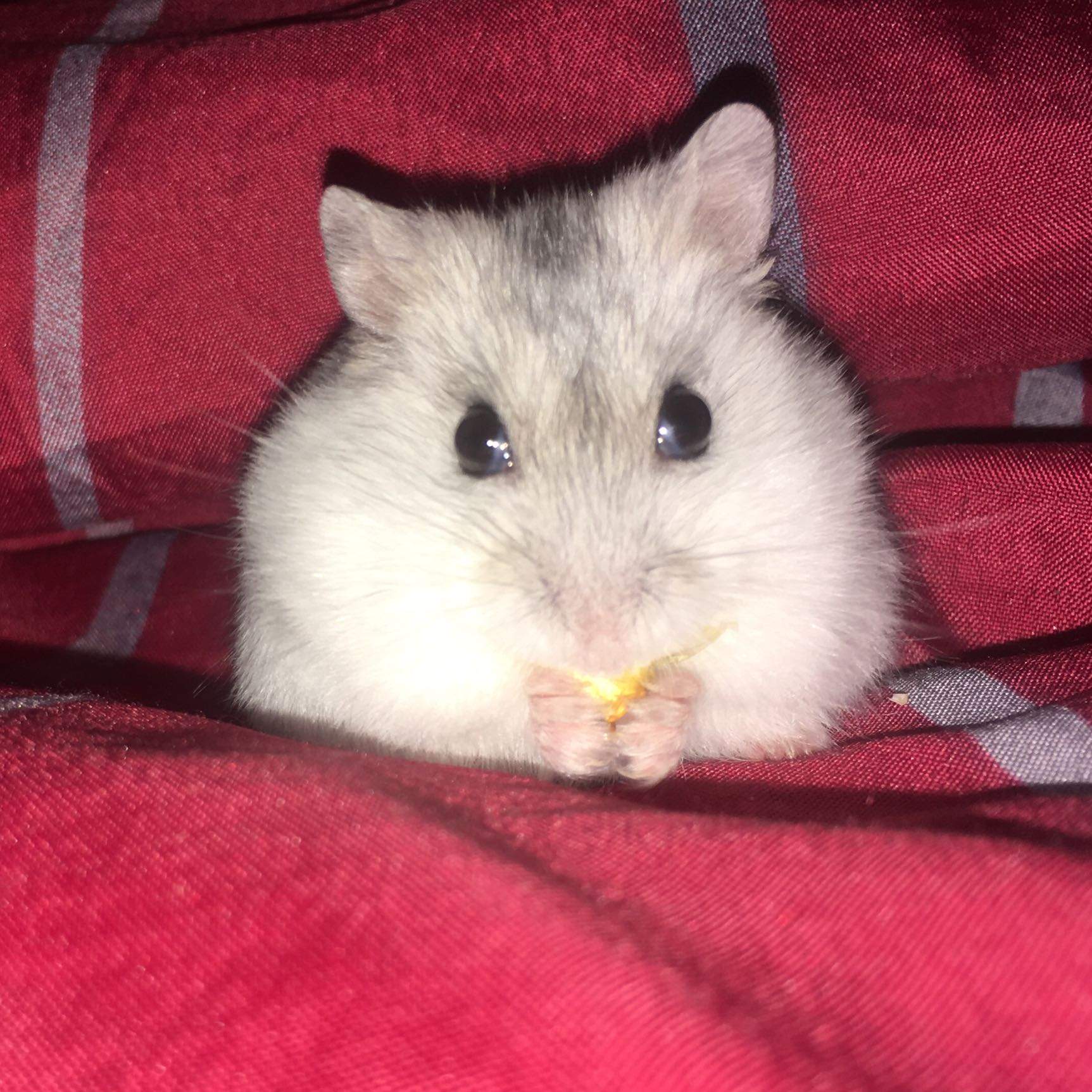 Zwerghamster ändert Fellfarbe (früh)? (Haustiere, Hamster, Nagetiere) - 0 Full Zwerghamster ändert Fellfarbe (früh)? (Haustiere, Hamster, Nagetiere) - 0 Full