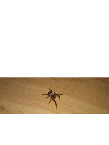 Hier die Spinne! - (Tiere, Natur, Spinne)