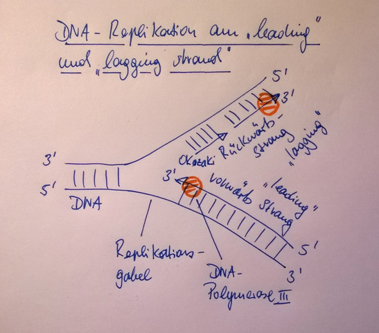 warum muss die Replikation des Folgestrangs diskontinuierlich erfolgen?  (Biologie, DNA)