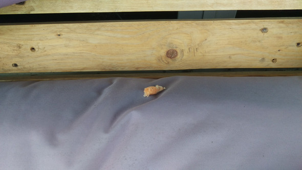 - (Tiere, Insekten, Bienen)