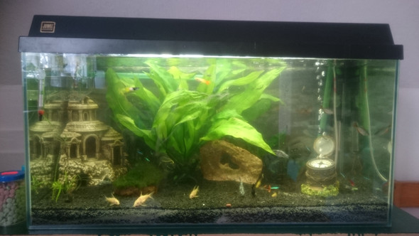 - (Pflanzen, Aquarium, Algen)