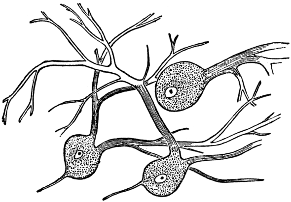 Gewebe: Nervengewebe - (Bio, Bausteine von bio)