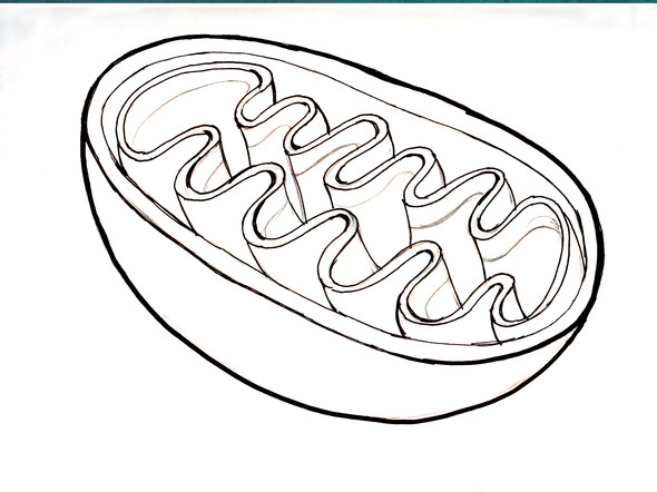 Organelle: Mitochondrium - (Bio, Bausteine von bio)