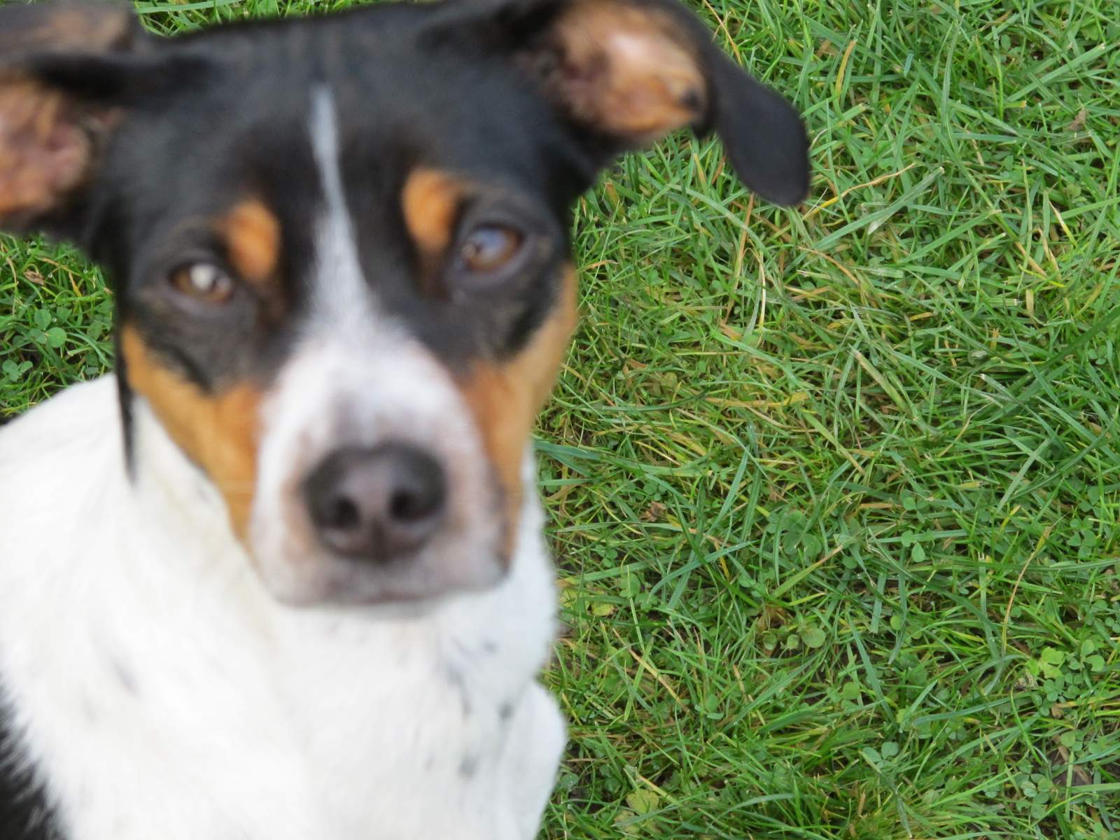 Hund macht komische Geräusche nach dem Wasser trinkenn? (Gesundheit und