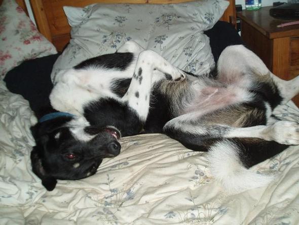 Schieb mich doch weg, wenn du ins Bett willst! - (Hund)