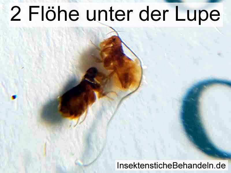 Kleiner schwarzer springender Käfer in der Wohnung gefunden. Ist es ein ...