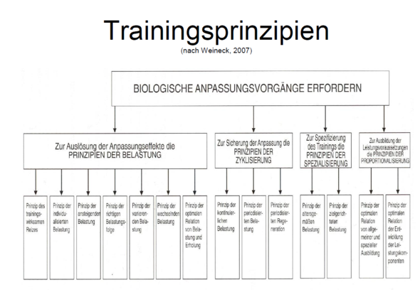 verschiedene Prinzipien des Trainings - (Training, Trainingsplan)