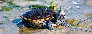 Schildi 2 - (wasserschildkröten, linoldruck)