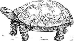 Schildi 3 - (wasserschildkröten, linoldruck)