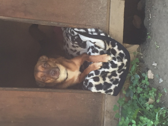 Hund - (Hund, Rasse)