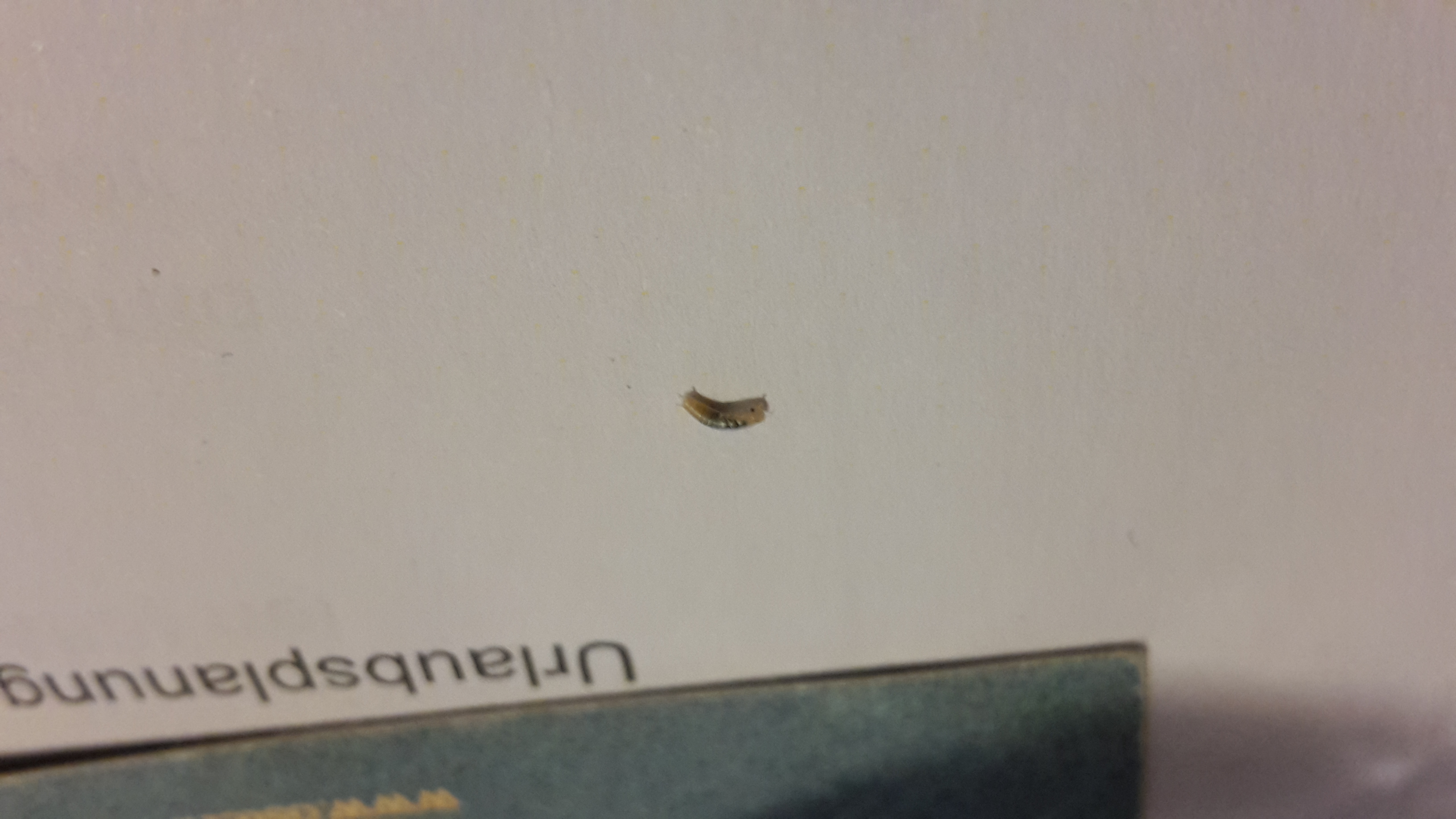 Welches Insekt haben wir im Bett gefunden? (Insekten ...