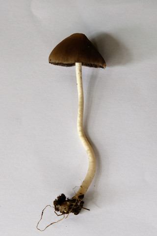 - (Pilze, Pilzkunde)