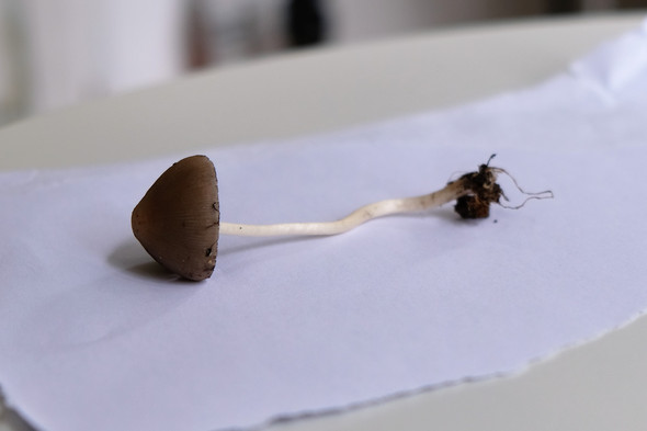 - (Pilze, Pilzkunde)