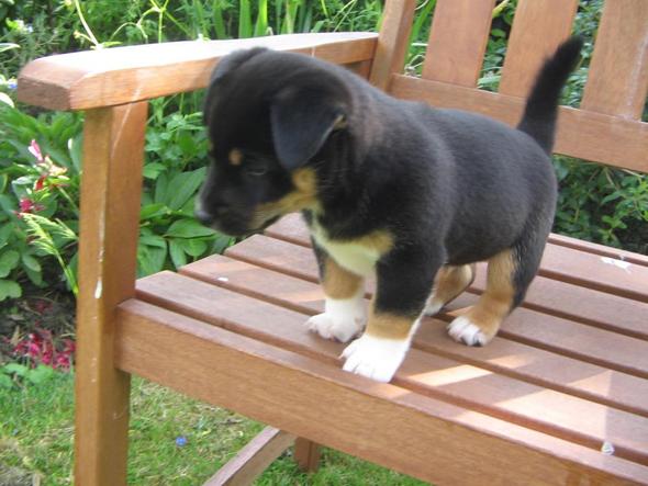 hundewelpe - (Hund, stubenrein, Jack Russel Terrier)