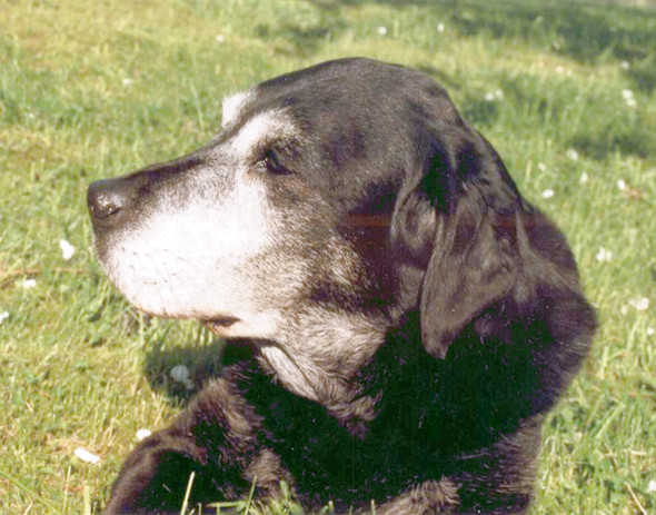 Wann ist Hunden kalt? (Tiere, Hund, Haustiere)
