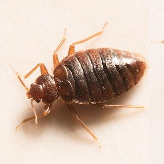 Bild1 - (Gesundheit, Tiere)