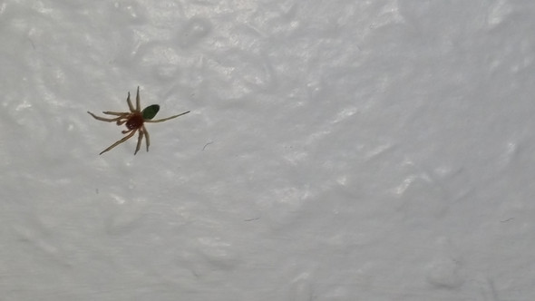 Spinne  - (Spinnen, Spinnentiere, arachnidae)