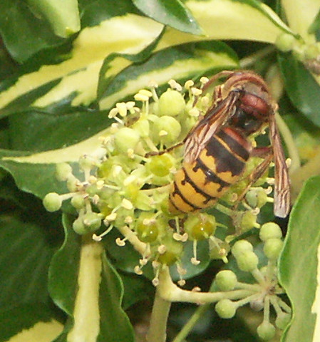 Hornisse - (Tiere, Insekten, Bienen)