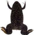Xenopus - (Tiere, Name, Anfangsbuchstabe)