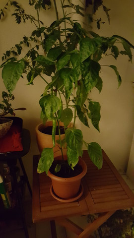 - (Chili, Pflanzenbestimmung)