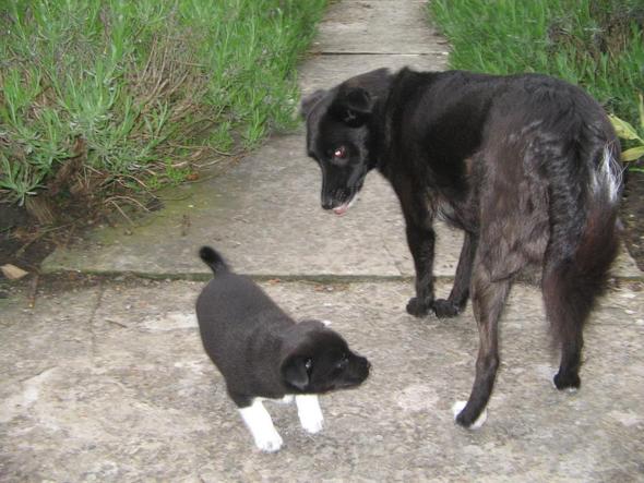 klein tifft gross - (Hund, Geruch, Mund)
