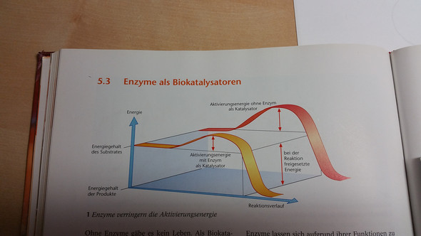 Enzymwirkung  - (Schule, Biologie, Bio)