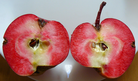 rotfleischiger Apfel, Sorte unbekannt - (Gesundheit und Medizin, Ernährung, Tiere)