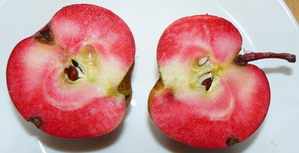 der selbe Apfel, mit Blitz fotografiert - (Gesundheit und Medizin, Ernährung, Tiere)