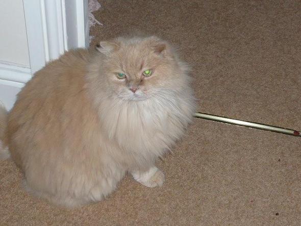 kater sissy - (Katze, Katzen, Buchstaben)