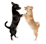 das könnte auch nur fake sein aber trotzdem glaube ich daran. :) - (Tiere, Hund, Haustiere)