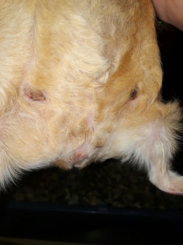 Hier ist das Bild davon! - (Tiere, Meerschweinchen, tierpflege)