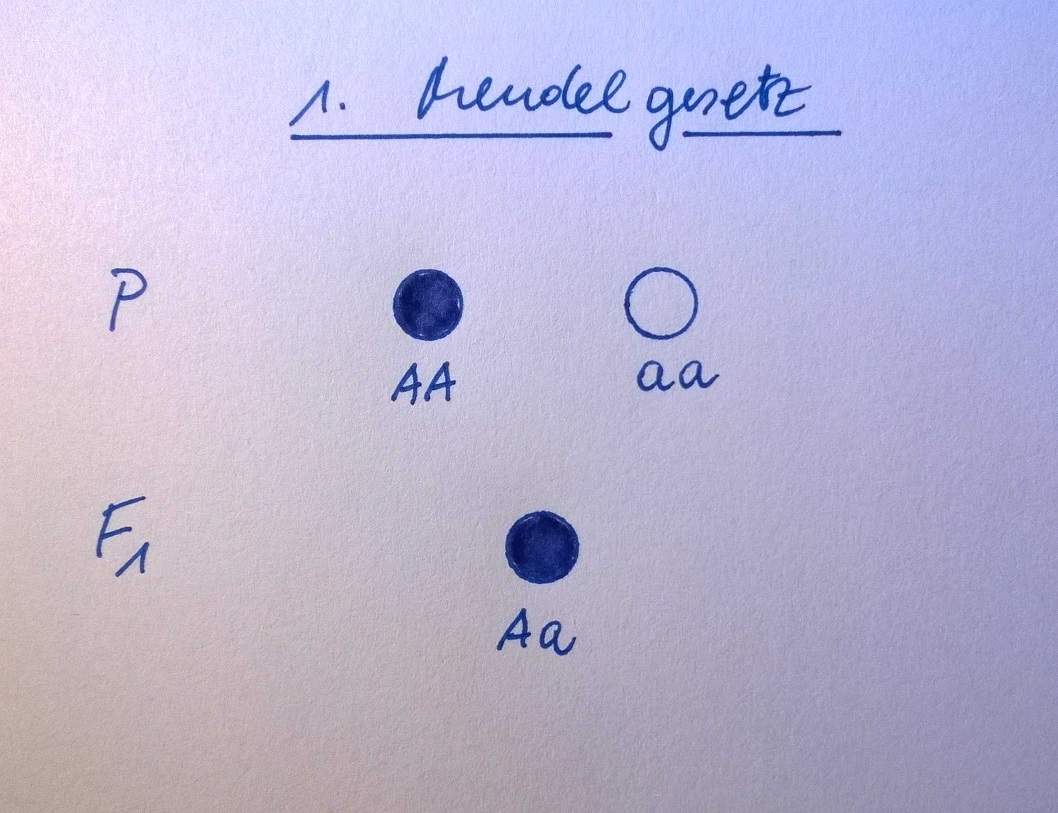 Was ist die Uniformitätsregel? (Schule, Biologie, Gene)