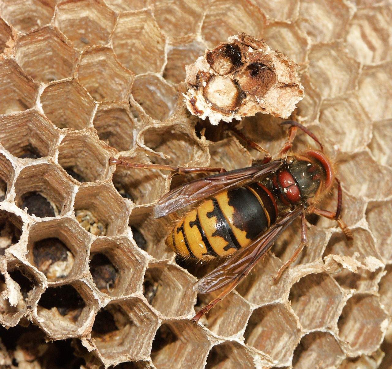 Was passiert mit dem Hornissenvolk, wenn die Königin stirbt? (Tiere, Leben, Filme und Serien) Was passiert mit dem Hornissenvolk, wenn die Königin stirbt? (Tiere, Leben, Filme und Serien)