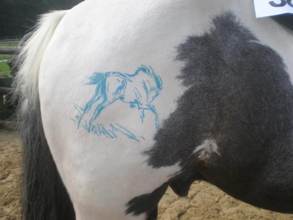 Pferd Bemalen Welche Farbe Pferde Reiten Malen