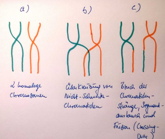 Segmentaustausch homol. Chromosomen bei Chromosomenpaarung - (Biologie, Berrichtigung)