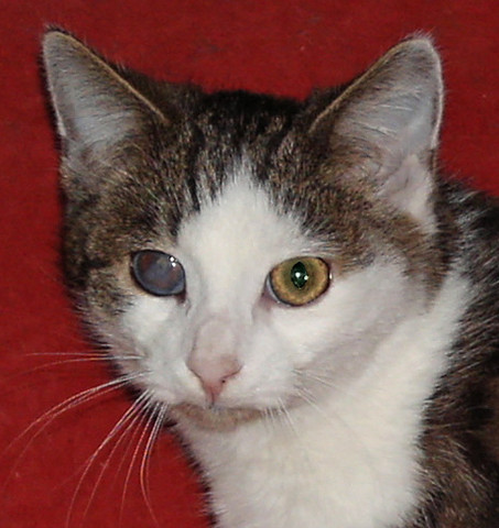 Durch Katzenschnupfen/Infektion geschädigtes Auge - (Tiere, Katze, Augen)
