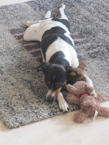 13 kg - (Tiere, Hund, Geschäft)