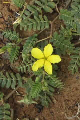 Tribulus terrestris - (Pflanzen, Griechenland, Botanik)