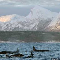 Orcas am Tysfjord  - (Kosten, Preis, Wale)