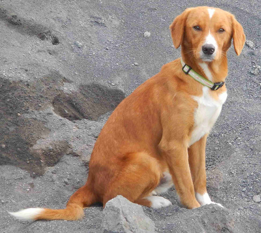 - (Tiere, Hund, Referat)