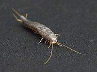 Würmer Badezimmer (Haushalt, Ungeziefer)