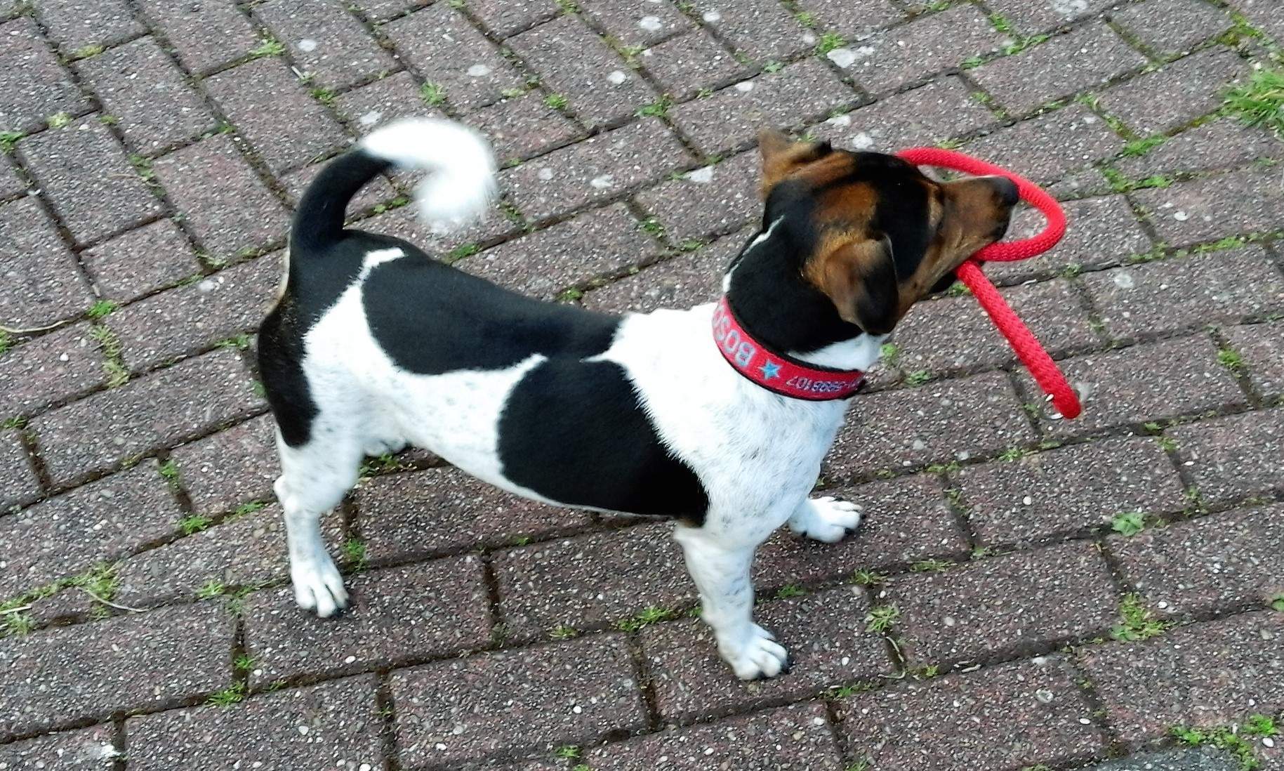 Hund bellt und knurrt ständig andere Hunde an? (Tiere, Welpen)