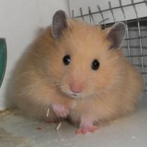 - (Haustiere, Hamster, Hamsterart)