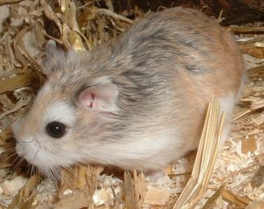 - (Haustiere, Hamster, Hamsterart)