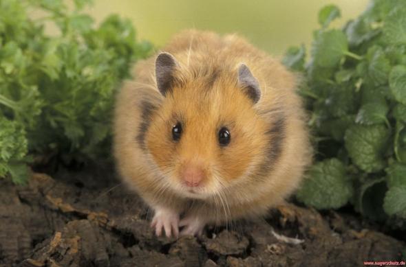 - (Haustiere, Hamster, Hamsterart)