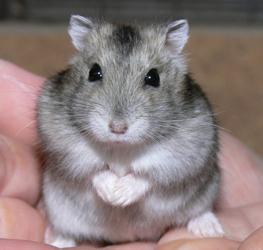 - (Haustiere, Hamster, Hamsterart)
