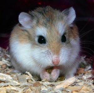 - (Haustiere, Hamster, Hamsterart)